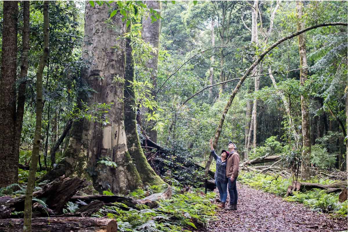 bunya mountains