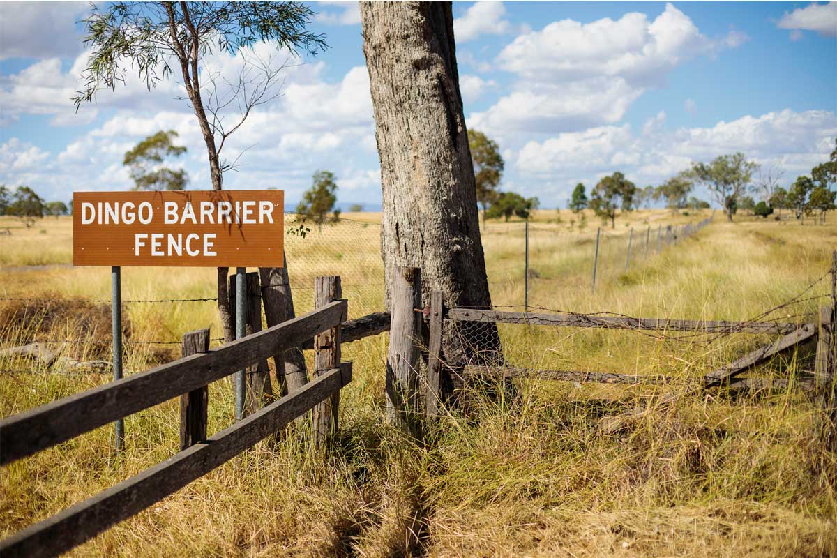 dingo fence