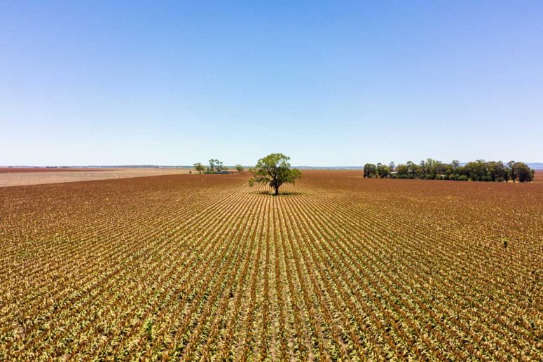 dalby crops