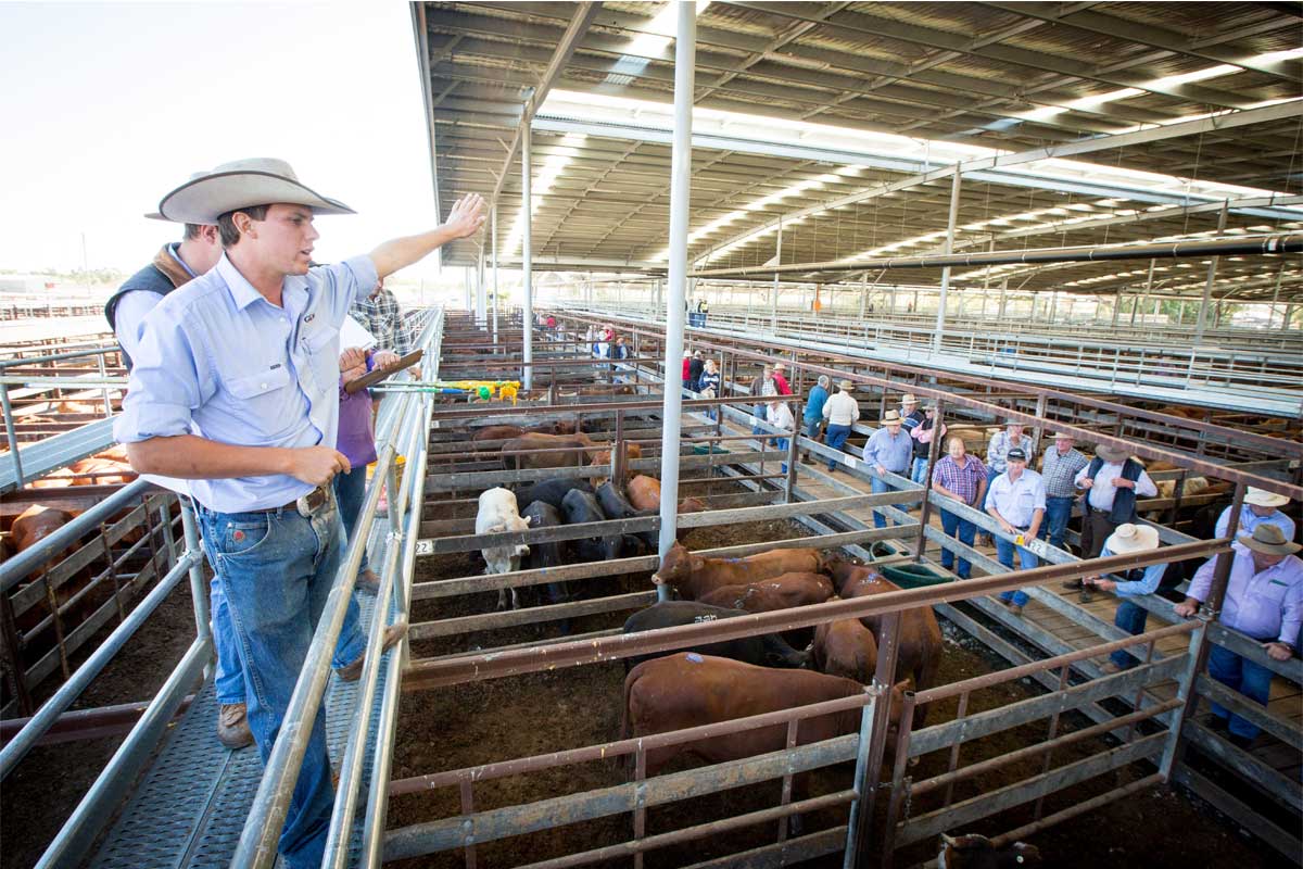 saleyards