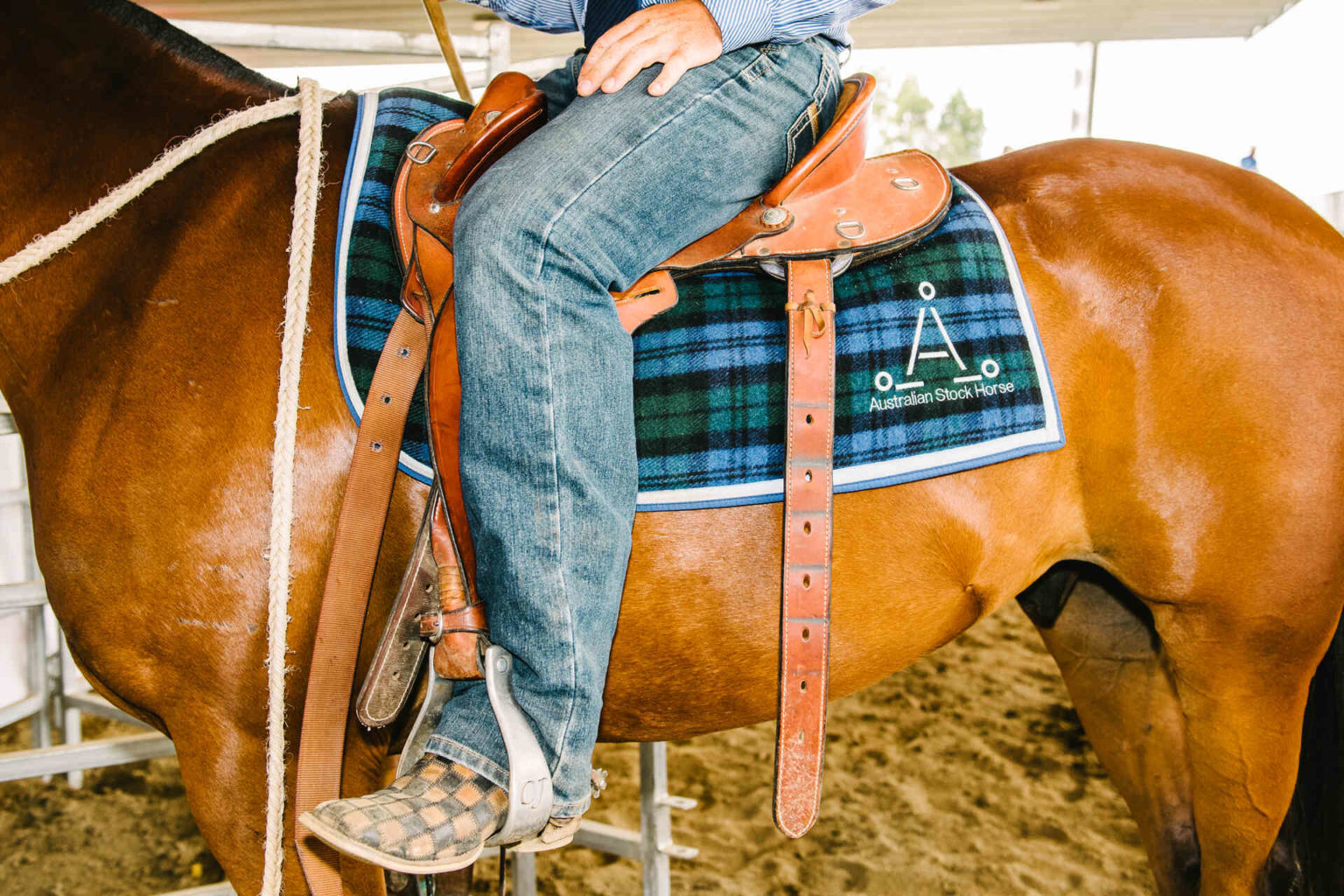 Dalby Stockhorse Sale Western Downs Queensland