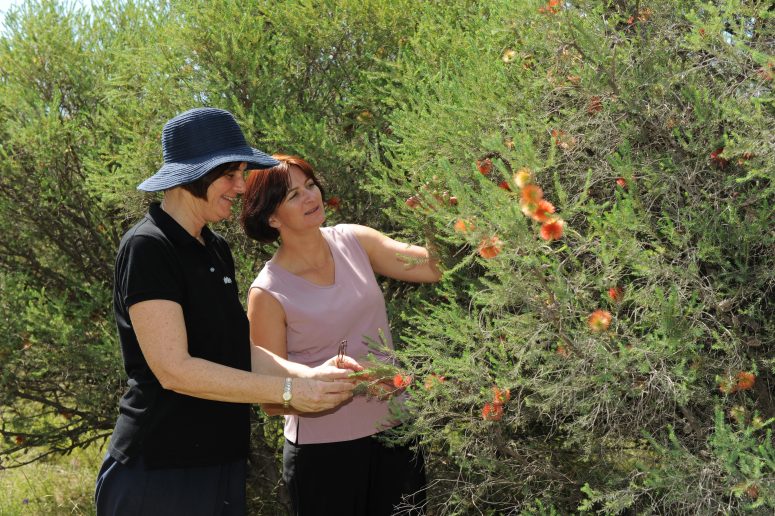 Two women inspect the orange flowers on a Grevillea bush