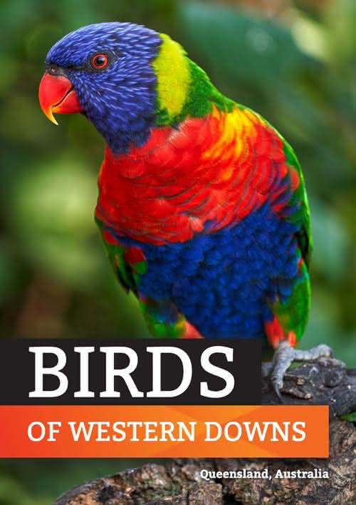 Birds of western downs issuu