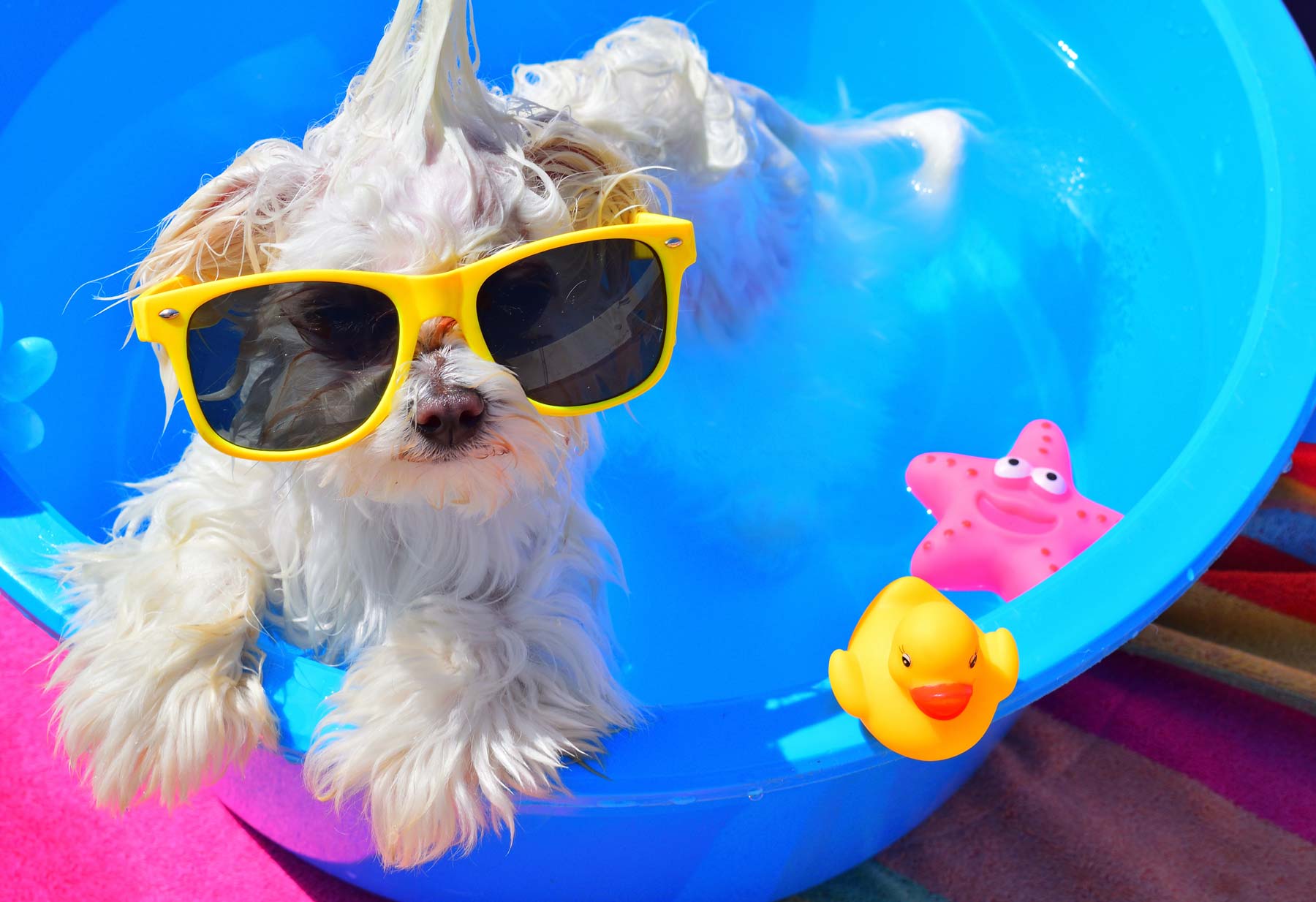 Cute Dog